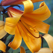 Trumpet shaped Lily 'African Queen'